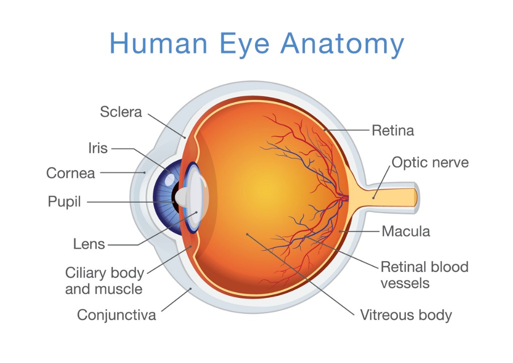 Macular Degeneration: Know What to Look For